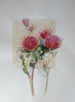 Pincushions, mixed media on wartercolour paper by Barbara Gray